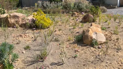 Elizabeth Baines / BBC A sandy garden with new plants establishing at RHS Garden Harlow Carr.