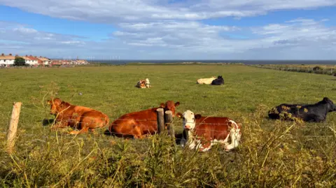 Markse Robin A group of cows lie in a green field near Markse-by-the-Sea. It is a sunny day but there are lots of clouds in the sky. The sea, complete with offshore wind farm, is visible on the horizon. A few houses stand to the left of the field.