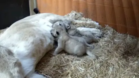 Three lion cubs feeding from their mother