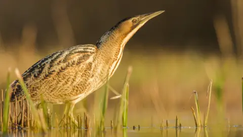 Somerset Wildlife Trust A bittern wading through shallow water