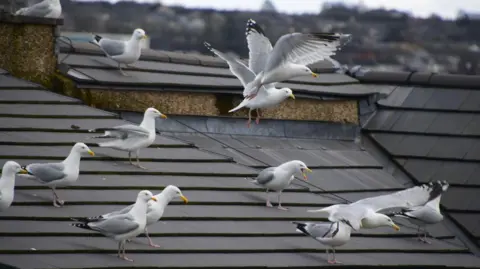 A flock of gulls sitting on the roof of a house. Some of them are stationary while others are mid-flight.