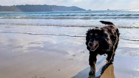 A dog is pictured on the beach at St Brelade's bay in Jersey. It is sunny and the coastline is visible in the background. The dog is a black and tan cocker spaniel.