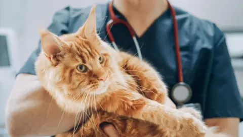 Getty Images Cat at vets