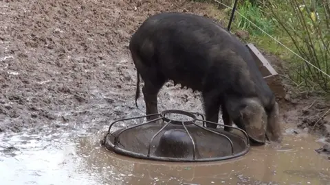 A pig stood in mud, its food bowl is empty.