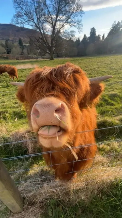 Iona O'Brien A highland cow presses its face towards the camera while chewing grass. 