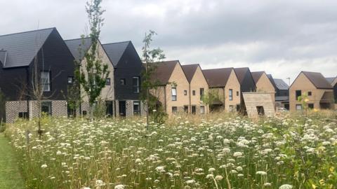 Row of houses in Northstowe next to a field of wildflowers