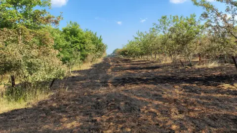 RBFRS A picture of a burned field, with trees either side it, on a fine summer's day.