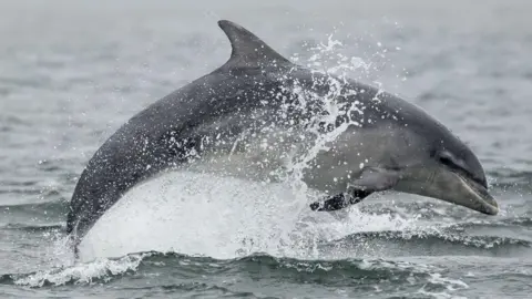 A bottlenose rises out of the sea causing a splash and water to spray up from the sea's surface. The dolphin is grey in colour.