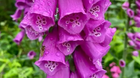 Irene/BBC  Ladys glove pink flowers 