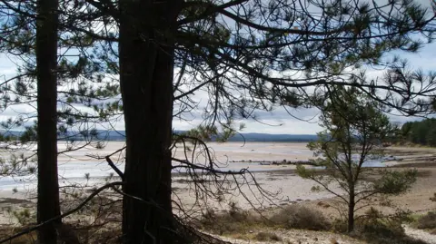 FLS Pine trees silhouetted against a background of sandy beach and blue skies.