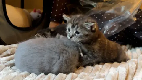 A small tabby kitten with large dark eyes looks curiously over the top of another grey kitten. The tabby has a sad looking face like kittens often do. They are on a cream blanket.