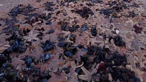 Hundreds of dead starfish washed up on a beach.