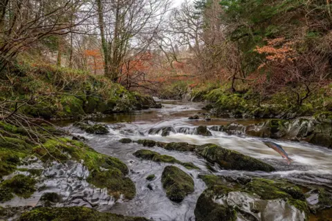 Robin Gladstone Water running through the river Yarrow in Selkirk, going over moss covered stones and rocks, with a fish leaping in the corner of the picture