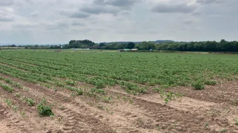 A field of crops, with trucks and agricultural workers just visible in the distance as well as an irrigation sprayer.