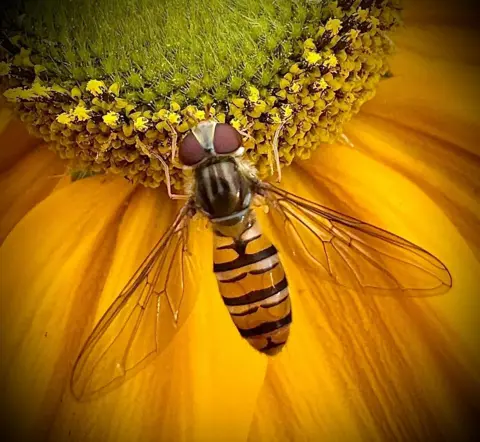BBC Weather Watchers/Lynne Falconer A flying insect has its head on the yellow centre of a flower. Its wings are spread and it has brown, yellow and white stripes.