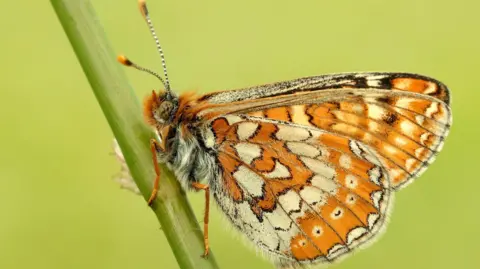 A close-up of a butterfly on a stem, with orange and white on its wings 
