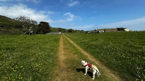 Daisybell A dog looking back at the camera as it strolls in a lush green field with brown tracks going down the centre and light blue sky up above.