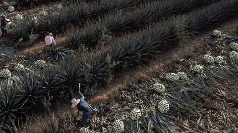 Getty Images Workers harvest blue agave plants in Jalisco, Mexico.