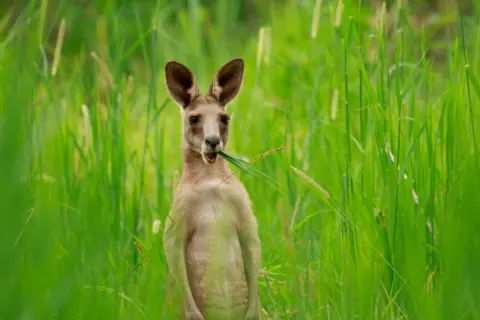 An eastern grey kangaroo