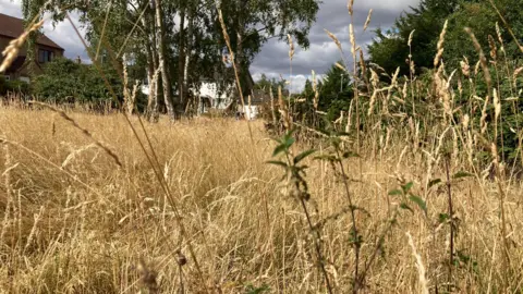 An area of very long, brown grass. There are houses in the distance.