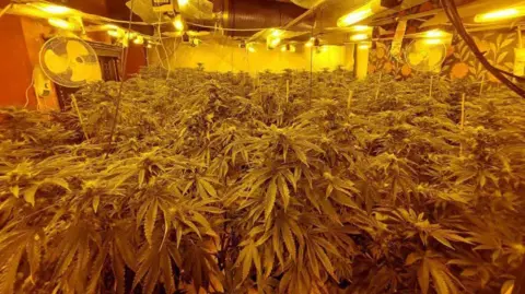 A big room is filled with lots of cannabis plants, filling the whole floor space. The leaves of the plant are green, and have pointy edges, and stand around a meter tall. Lots of lights are on the ceiling, and 2 fans are pointing over the plants. 