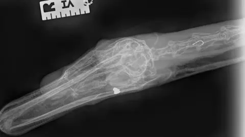 RSPCA X-ray results of the swan