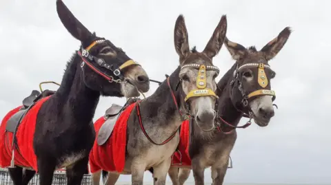 The Real Donkeys A black donkey and two grey donkeys with red blankets underneath their saddles and yellow harnesses. They are on Blackpool beach with Central Pier in the background.