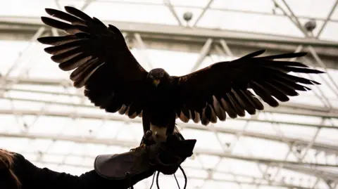 PA Media Stock photo of a Harris's hawk