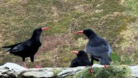 Three black birds with red beaks and red feet. They are sat on a grey rock with green grass.