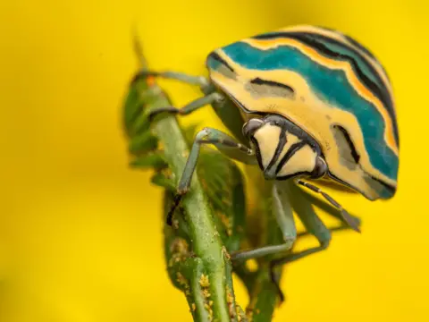 Robin Backhouse A picasso bug against a yellow background
