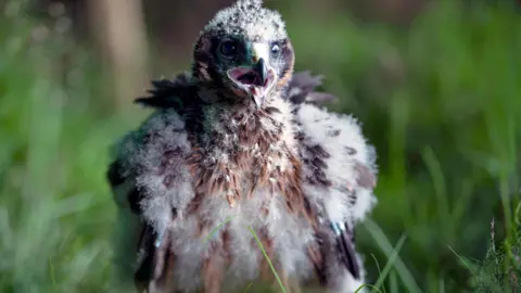 Natural England/PA Wire A young hen harrier 