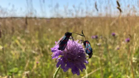 Colin Mackay/BBC Two insects are crawling on top of a purple flower at Trumpington Meadows. They have black bodies and shiny blue wings with red circle spots on. The grass behind them is long and full of wildflowers. The sky is bright blue with no clouds.