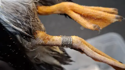 New Arc Wildlife Rescue An image of the bottom of a puffin with two yellow feet one with a worn silver ring around it. 