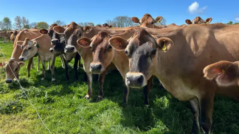 A herd of brown dairy cows stands closely together in a green pasture, looking toward the camera on a sunny day beneath a clear blue sky.
