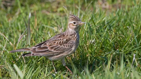 The brown bird is standing on the grass and it has a tuft of feathers on it's head that point upwards like a crest.