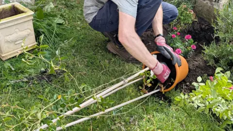 Wiltshire College & University Centre A rambling rose is removed from a pot with gloved hands beside a hole it will go into