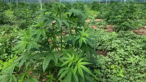 A bright green marijuana plant grows in the foreground, behind it more plants grow, and a green smaller plant covers the ground. Th plants are in a glasshouse. 