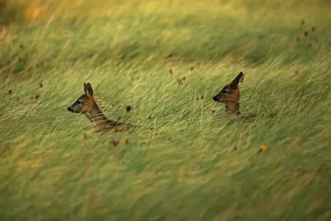 Getty Images The necks and heads of two brown roe deer stick up out of a sea of green and yellow grass.