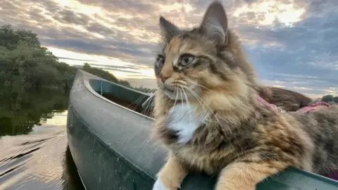 Tilly the cat on a canoe