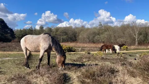 BBC Weather Watcher Rainbow Watcher New Forest ponies grazing in forest
