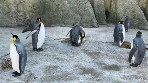 Penguins stood around on a concrete ground at Birdland.