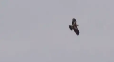 An eagle in flight