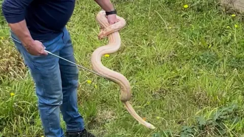 Ben Giles holding the snake in one hand and handling it with a metal pole in the other. He is wearing blue jeans and standing in the overgrown garden.