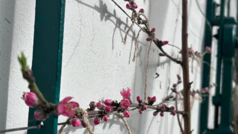 James Carnell A while wall with green fencing and close up of rosebuds