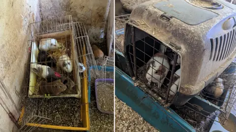RSPCA two images. On the left a cage stacked on a plastic box that is full of white and brown guinea pigs. on the right a white and brown guinea pig looks out of a cage stacked on top of another cage with a brown guinea pig