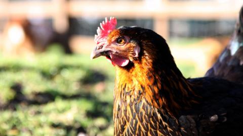 Hen in open ground at a city farm