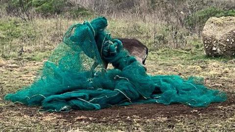 A stag caught in netting in a field in Heydon, Cambridgeshire