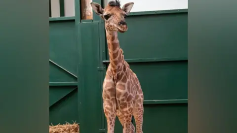 Port Lympne Hotel & Reserve A baby giraffe standing next to a stack of hay.