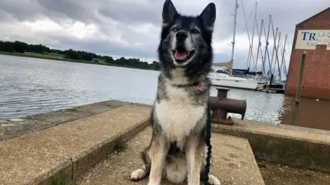 A black and white husky-looking dog looks happy as they dominate this picture. Sailing boats can be seen behind floating in a large body of water. The sky is filled with grey clouds