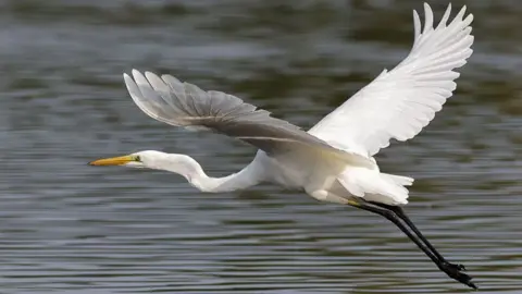Great white egret, a while bird with a long neck and yellow beak. Its wings are outspread in flight and its black legs are swept behind. It is flying over grey-coloured water. 